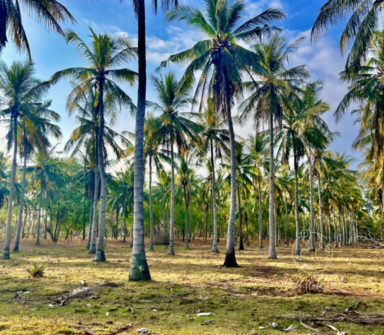 Gili