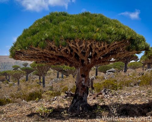 Socotra