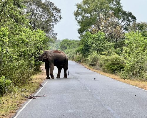 Sri Lanka