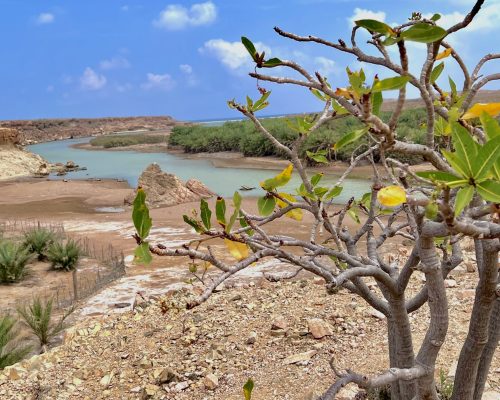 Socotra