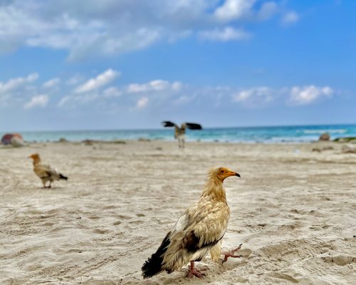 Socotra