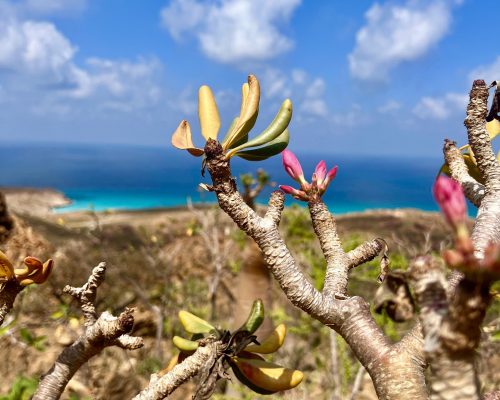 Socotra