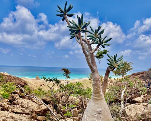 Socotra