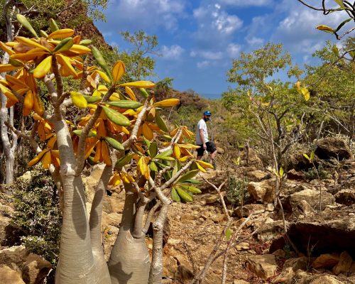 Socotra