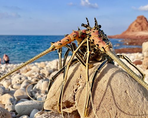 Socotra