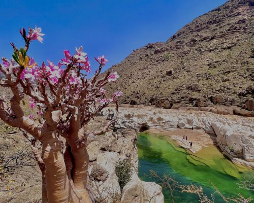 Socotra