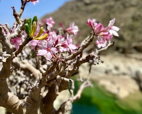 Socotra