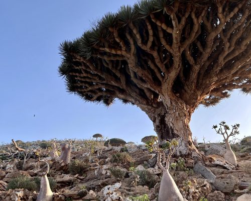 Socotra