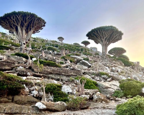 Socotra