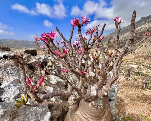 Socotra