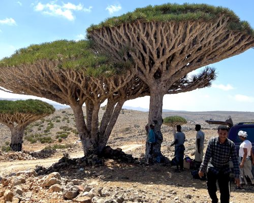 Socotra