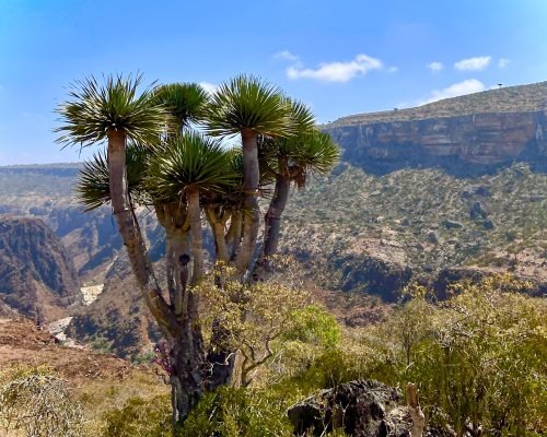 Socotra