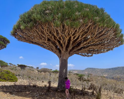 Socotra