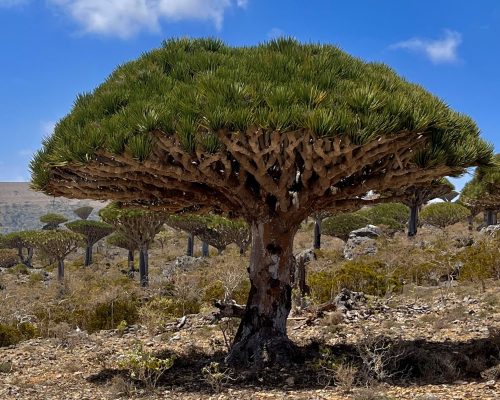 Socotra