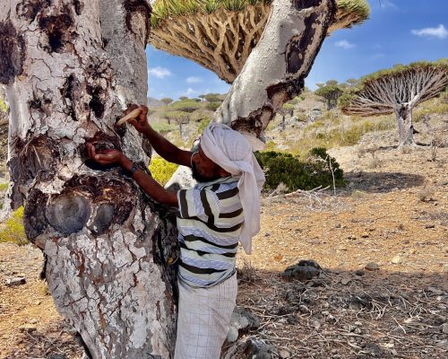 Socotra