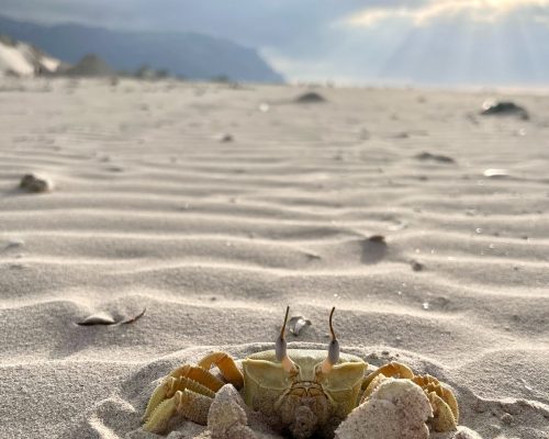 Socotra