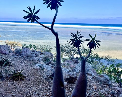 Socotra